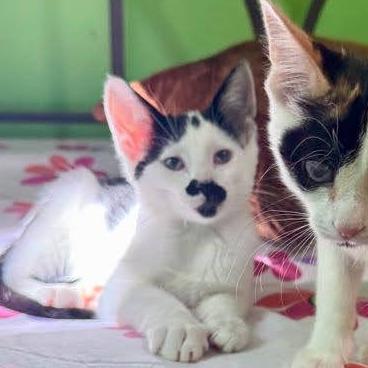 Enlarge Pixel Peppersneeze, a Adoptable Domestic Short Hair in Palmdale, CA image 3/3