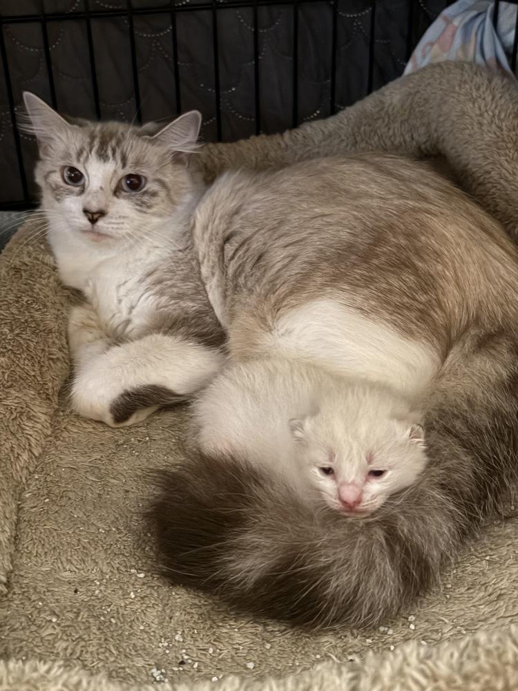 Jaina, Adoptable, Adult Female Ragdoll & Domestic Long Hair.