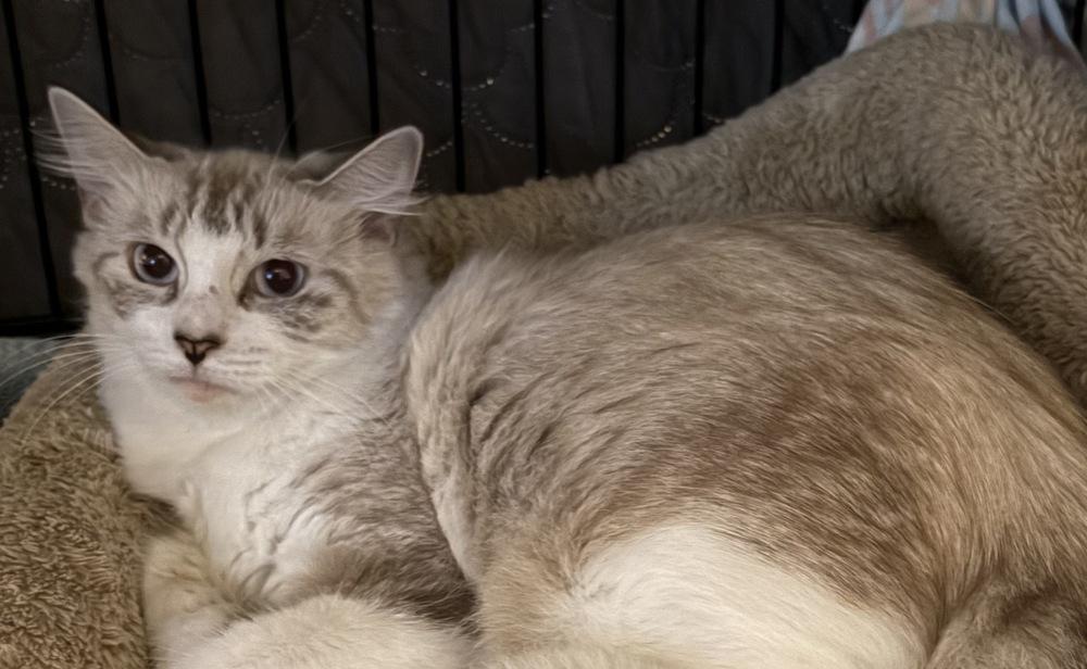 Jaina, a Adoptable mixed breed image 2/2