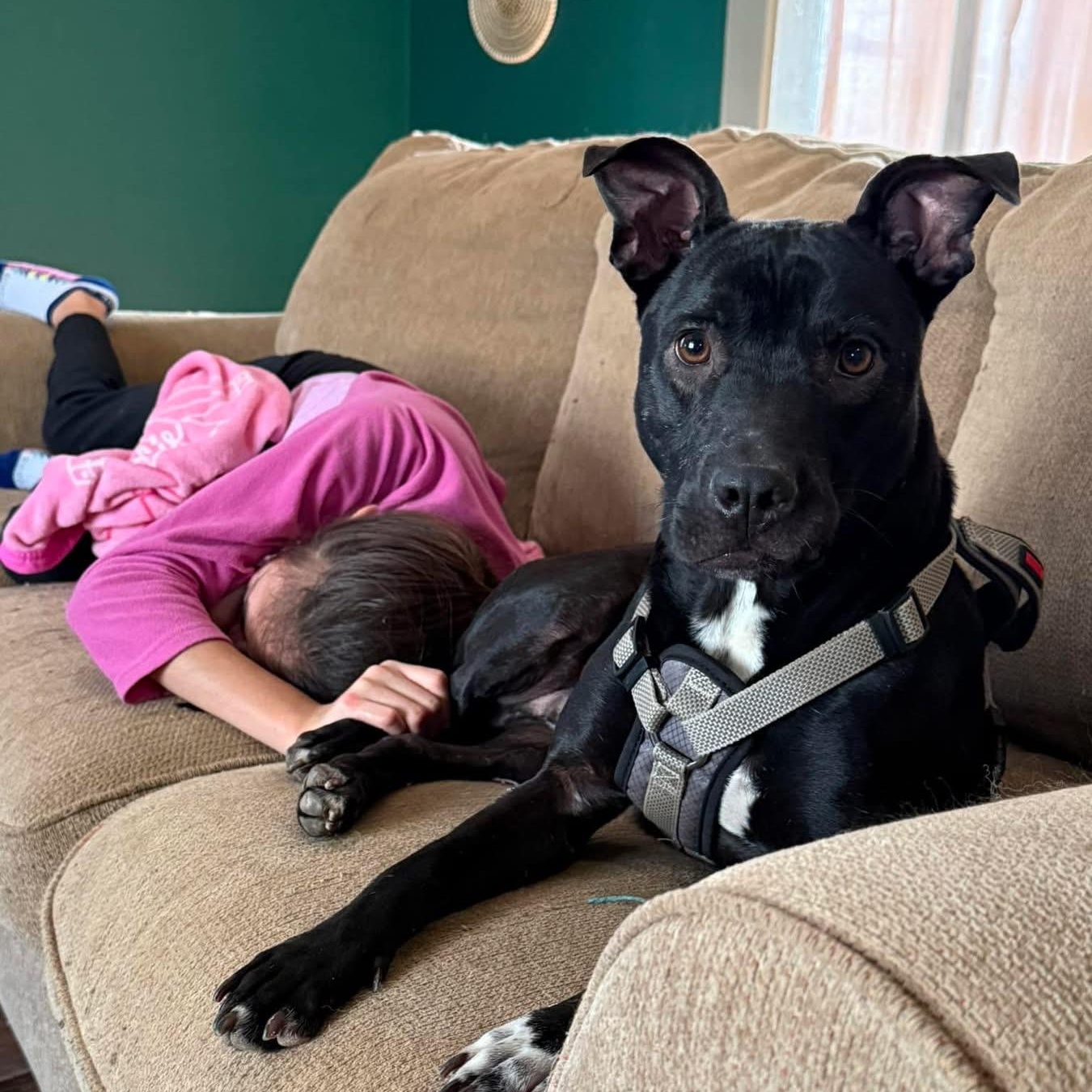 Tyson, Adoptable, Adult Male Pit Bull Terrier.