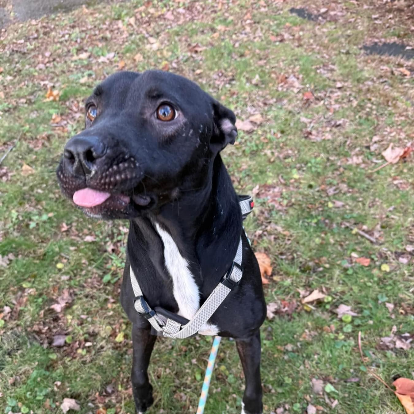 Enlarge Tyson, a Adoptable mixed breed in Salamanca, NY image 2/4