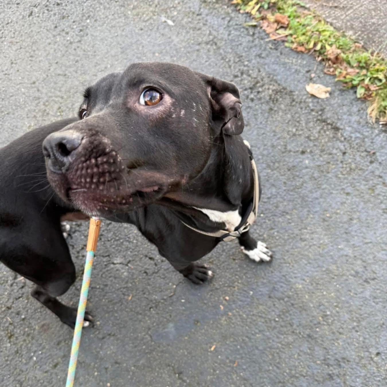 Enlarge Tyson, a Adoptable mixed breed in Salamanca, NY image 4/4
