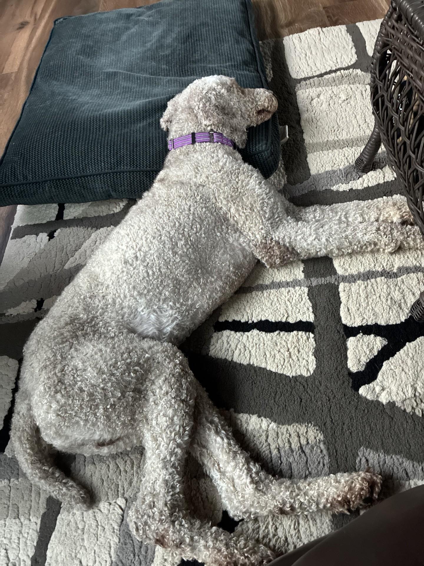 Prince, a Adoptable Standard Poodle in Salisbury, NC image 5/5