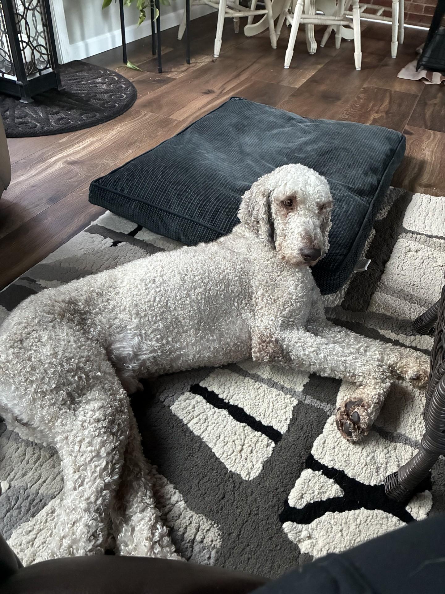 Prince, a Adoptable Standard Poodle in Salisbury, NC image 4/5