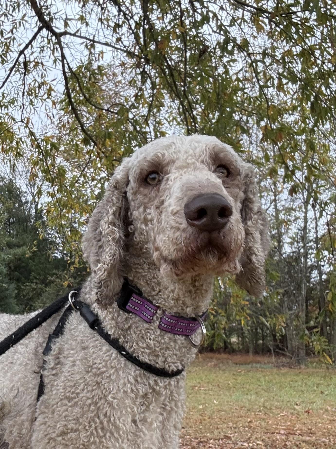 Prince, a Adoptable Standard Poodle in Salisbury, NC image 2/5