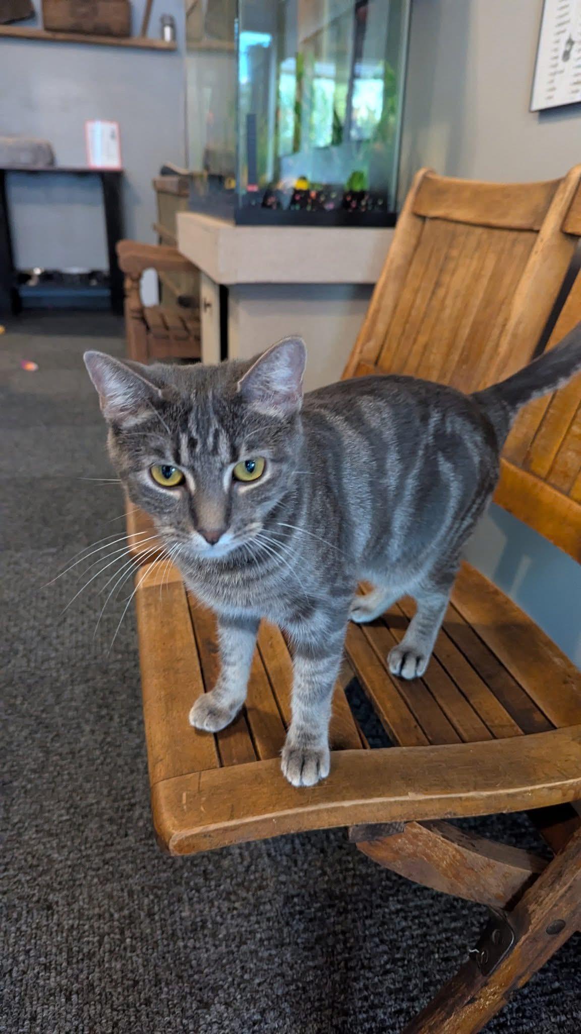 RAYOLYTE, a Adoptable Domestic Short Hair in Schnecksville, PA image 1/5