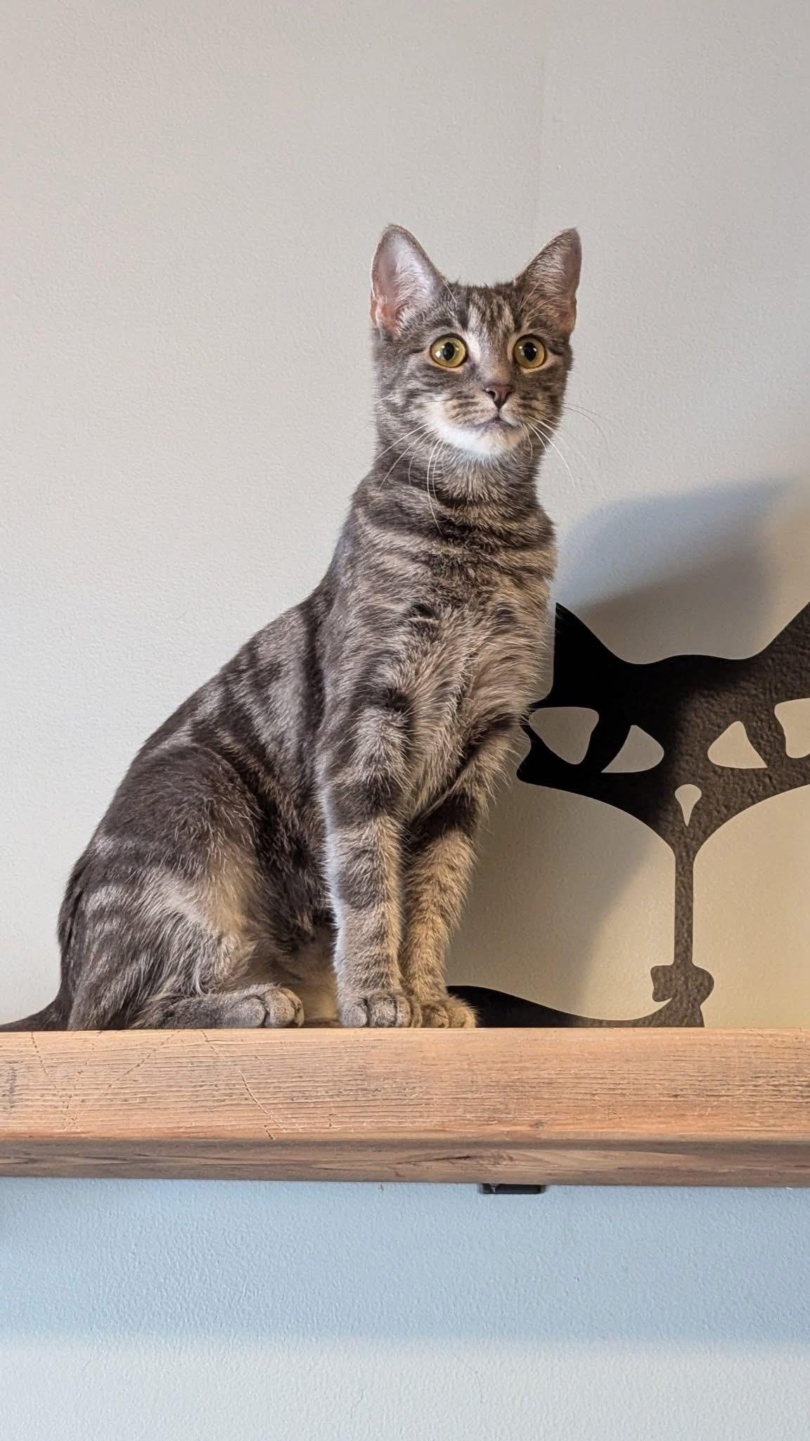 RAYOLYTE, a Adoptable Domestic Short Hair in Schnecksville, PA image 4/5