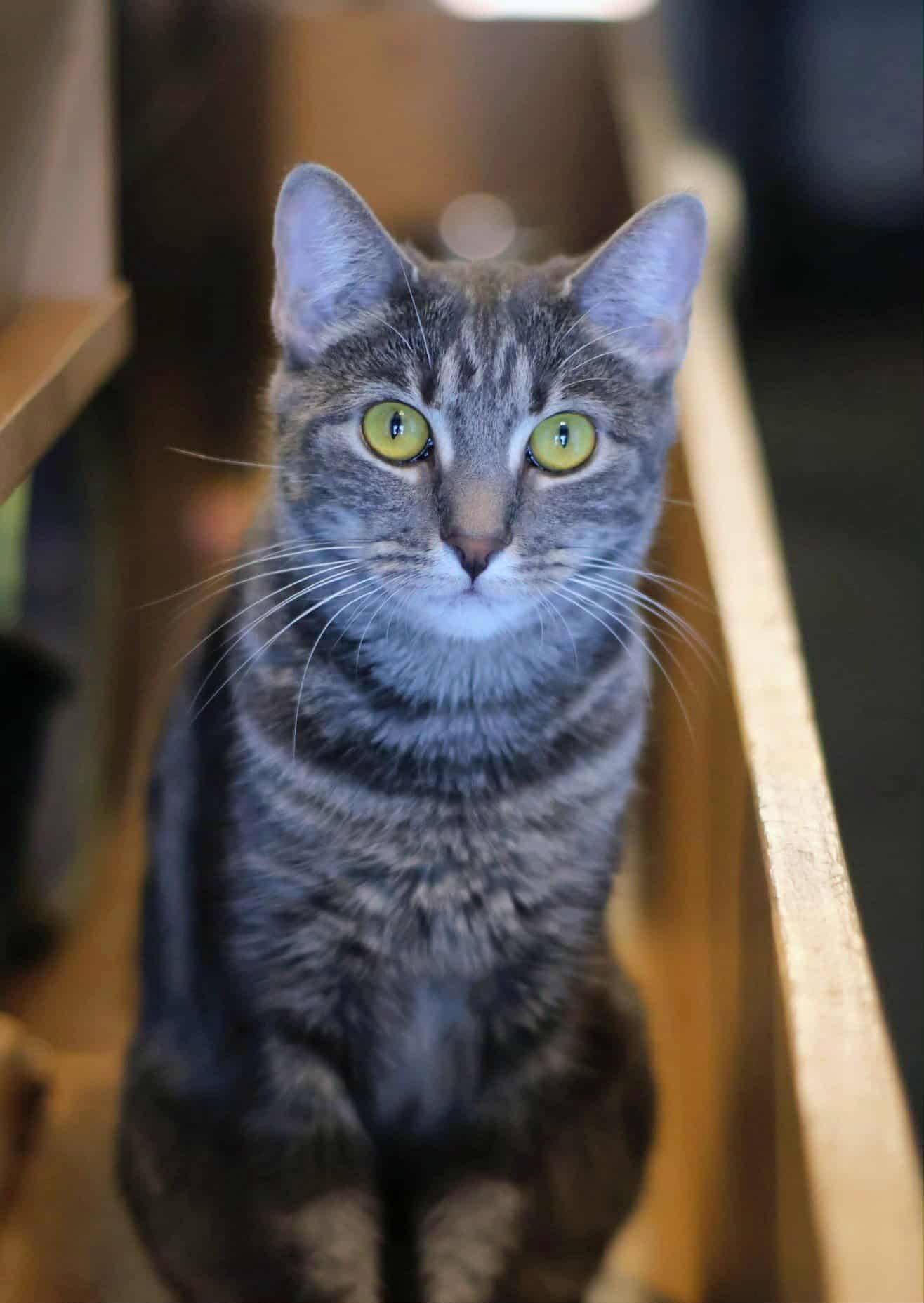 RAYOLYTE, a Adoptable Domestic Short Hair in Schnecksville, PA image 5/5