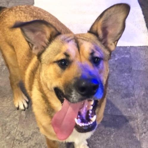 Smokey, ADOPTABLE, Young Male Shepherd.