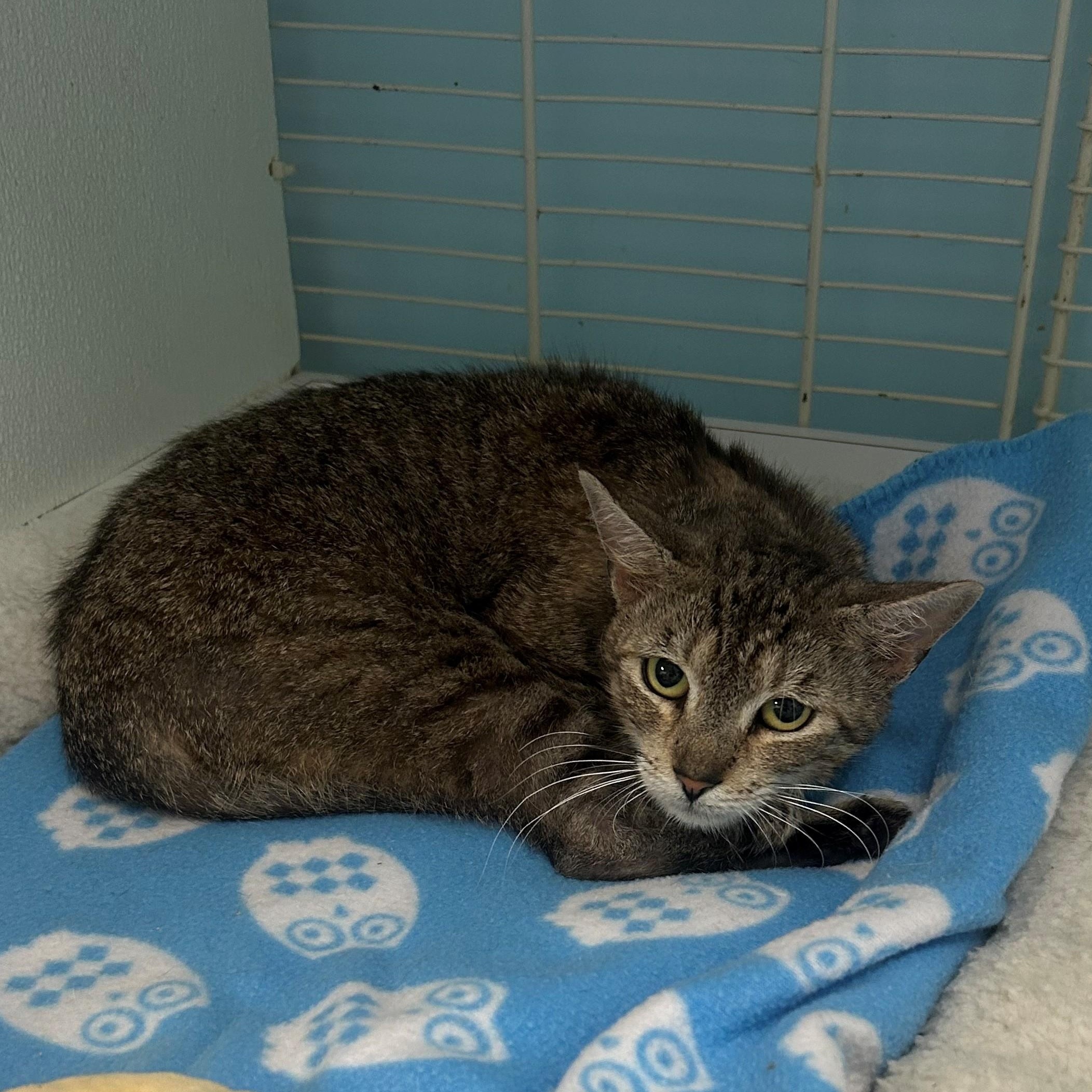 Enlarge Chubby Cheeks, a ADOPTABLE Domestic Short Hair in Margate, FL image 1/1