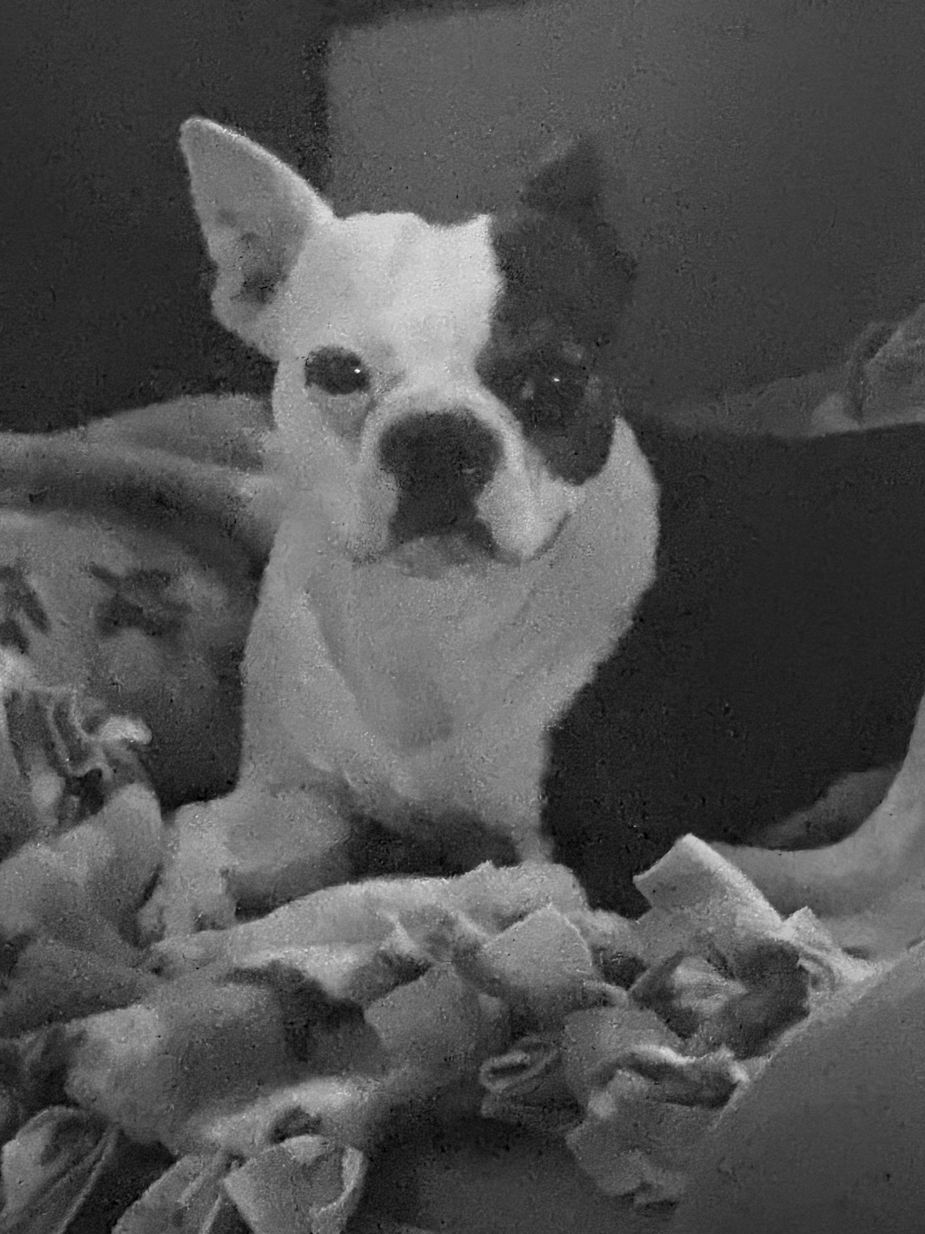 Enlarge Dasiy, an adopted Boston Terrier in valley springs, CA image 2/3