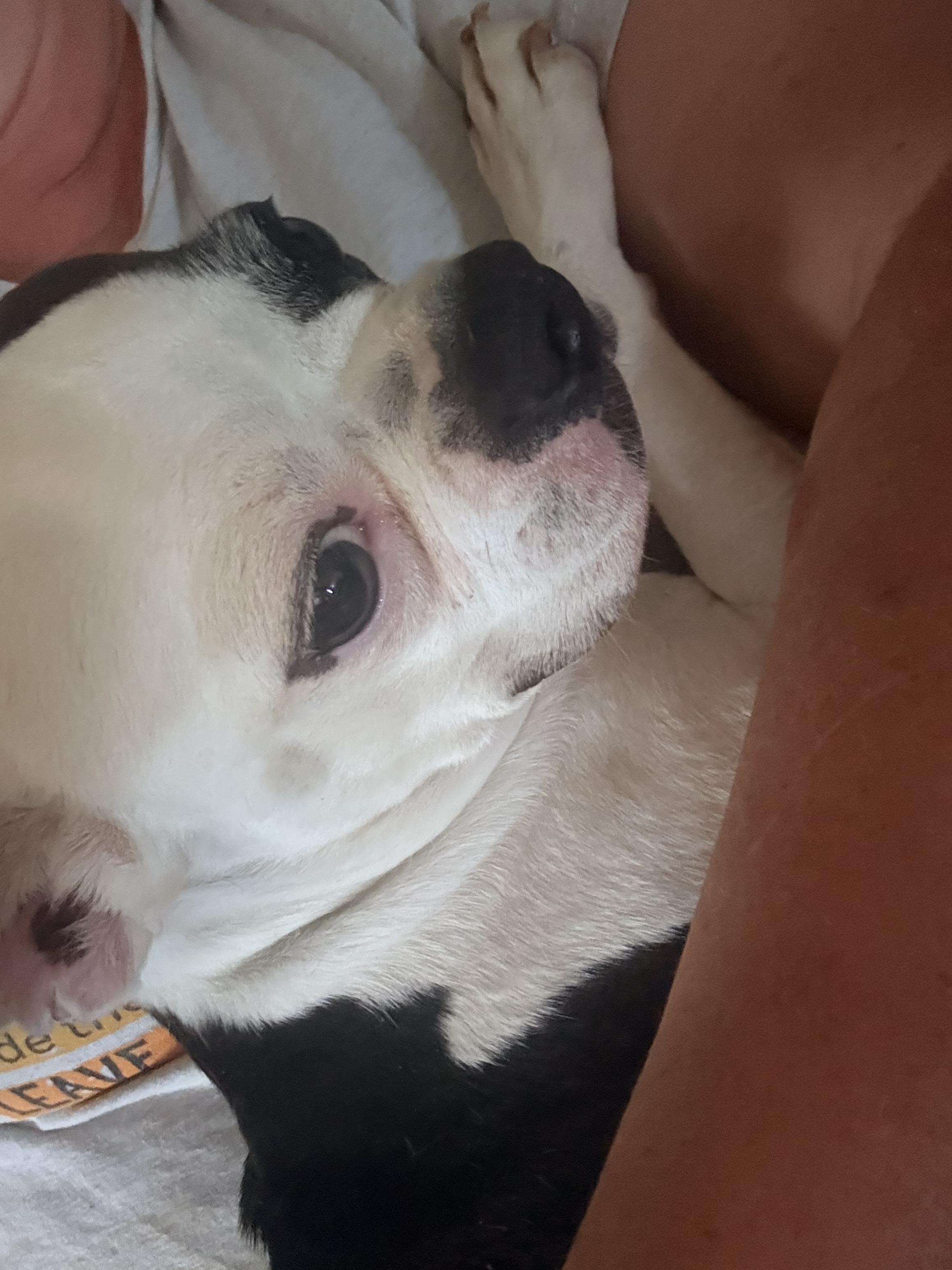 Enlarge Dasiy, an adopted Boston Terrier in valley springs, CA image 1/3
