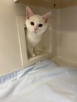 Phantom - bonded pair with Casper