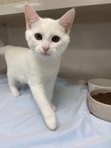 Phantom - bonded pair with Casper