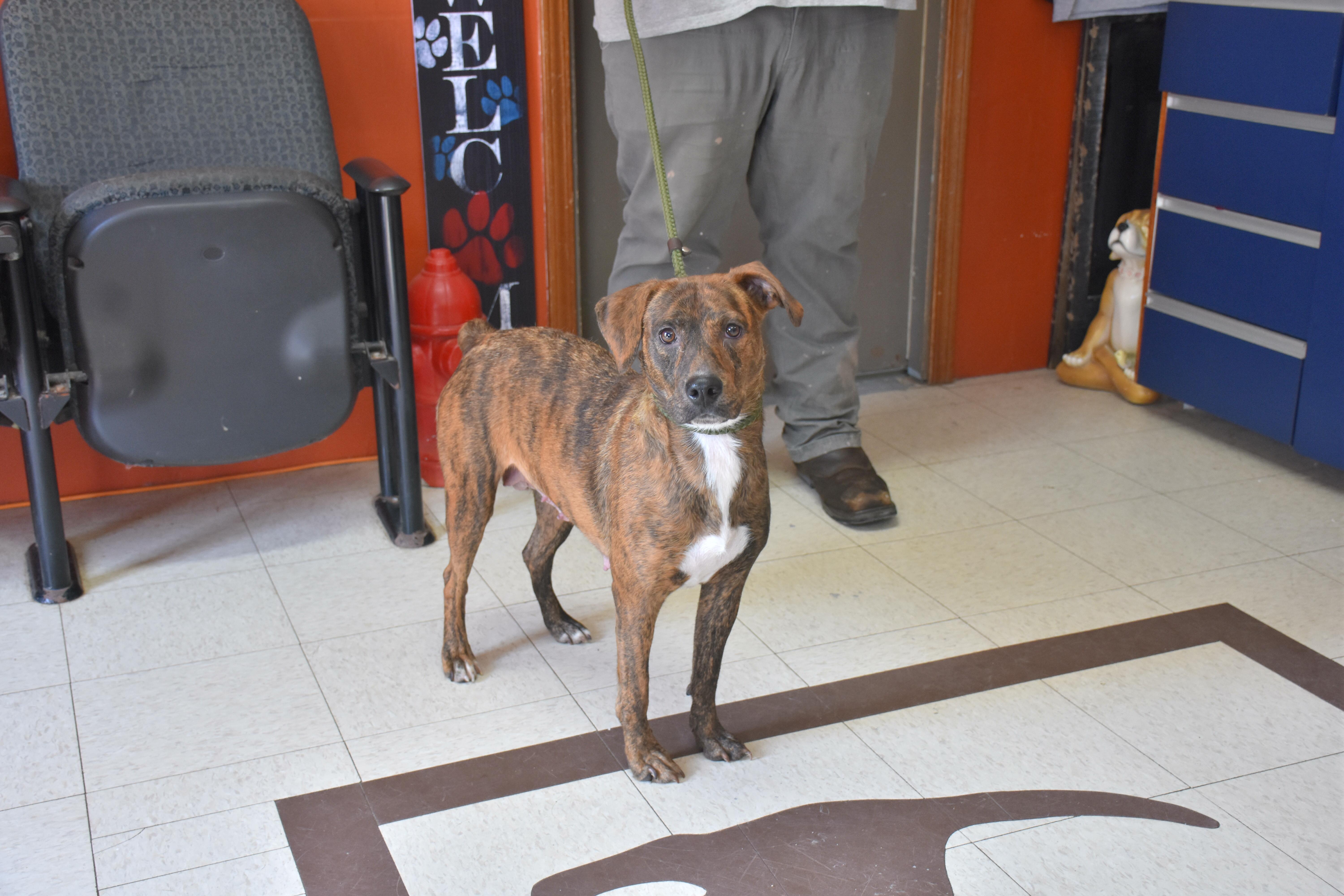 Enlarge Violet, a Adoptable Mountain Cur in North Judson, IN image 1/1