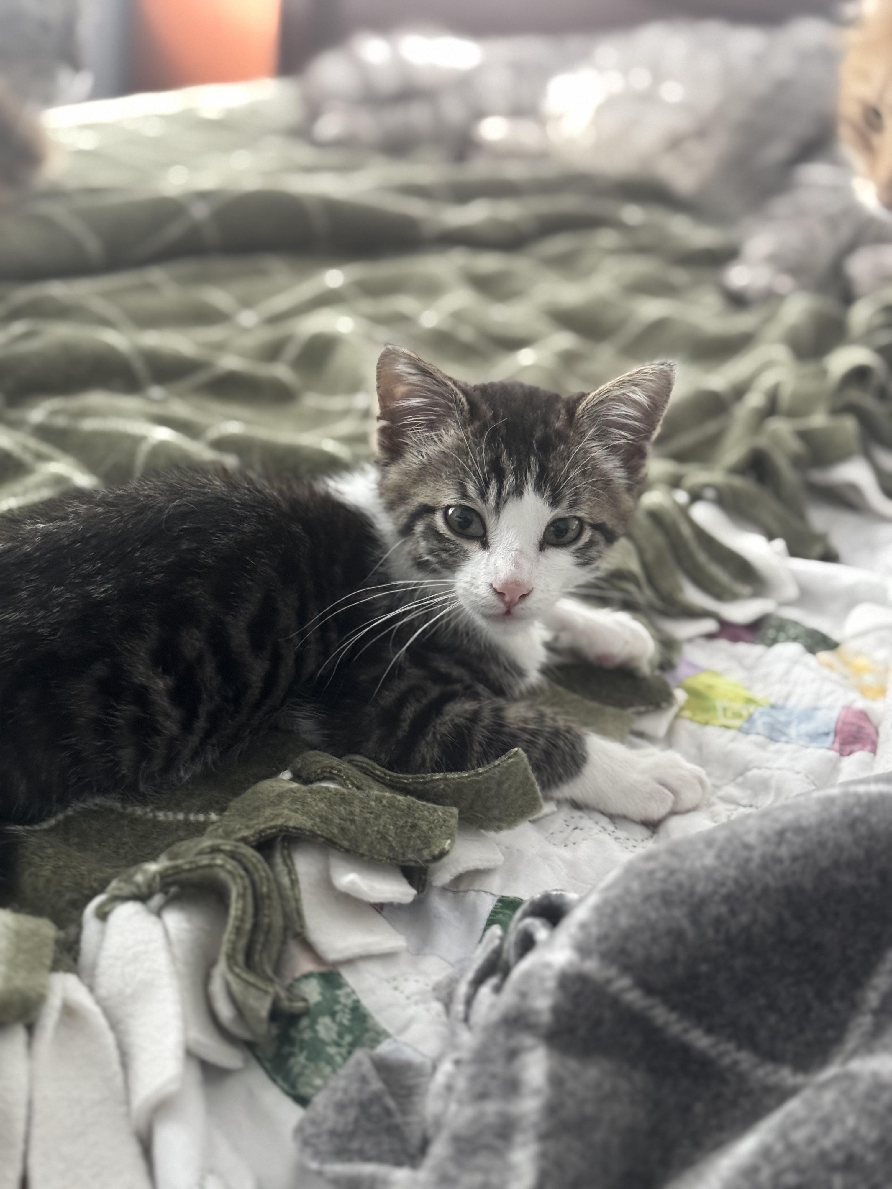 River - the explorer kitten, an adopted Tabby in Fountain Valley, CA image 2/2