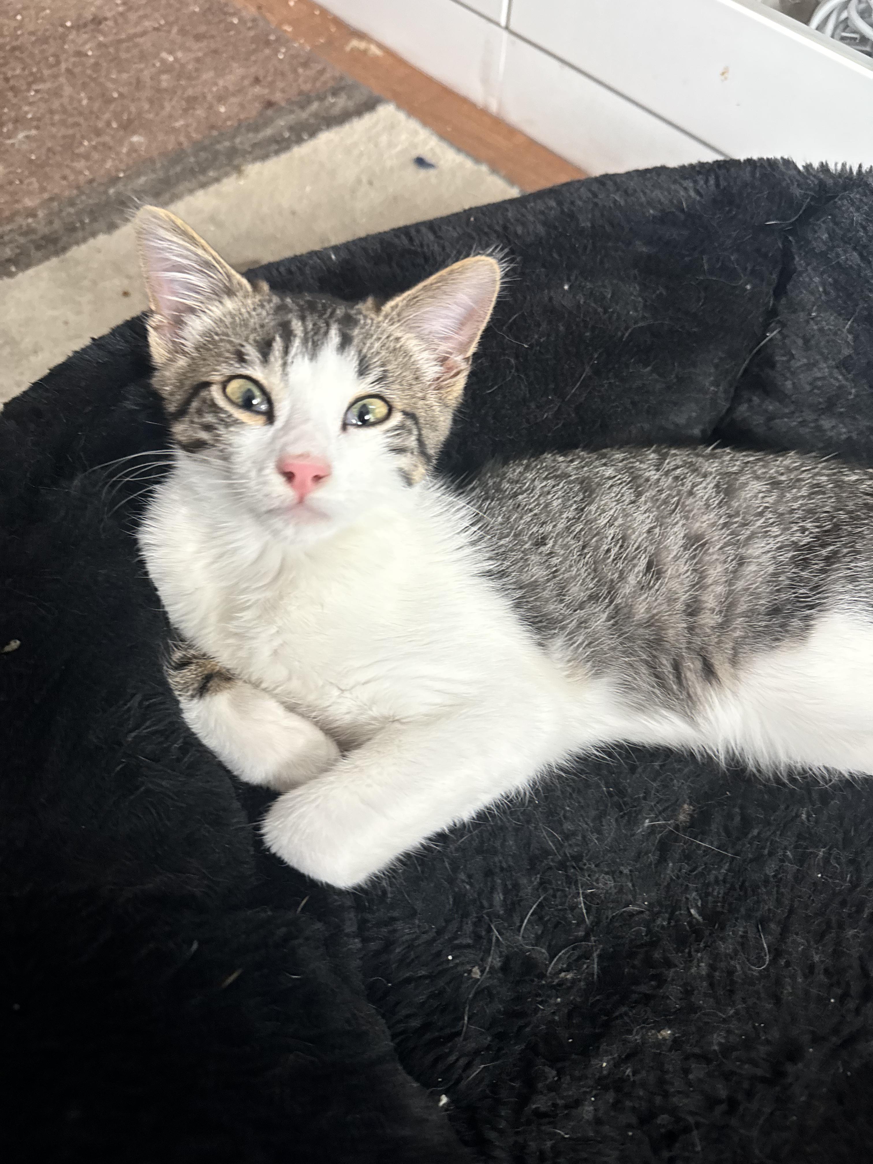 River - the explorer kitten, an adopted Tabby in Fountain Valley, CA image 1/2