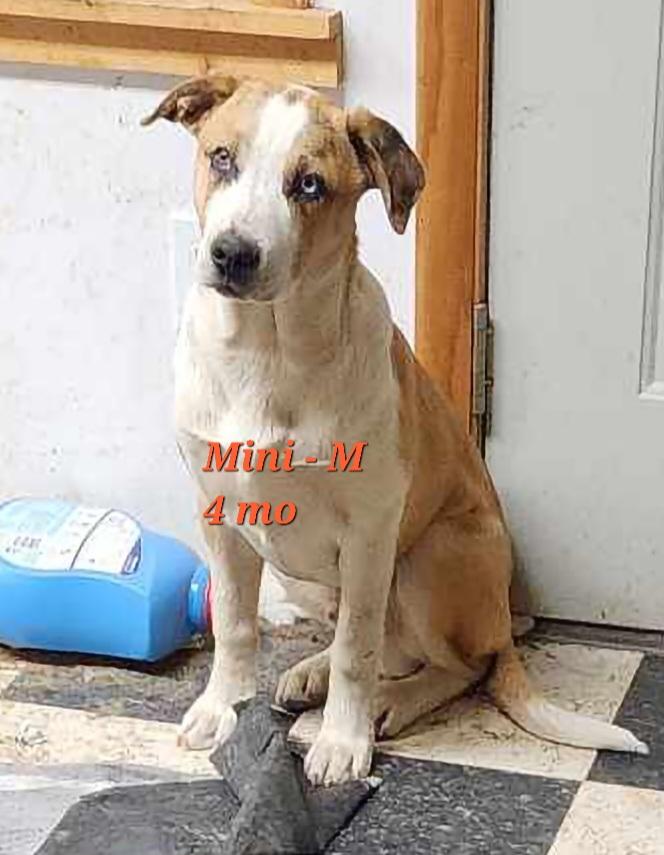 Mini, Adoptable, Adult Male American Staffordshire Terrier & Australian Shepherd.