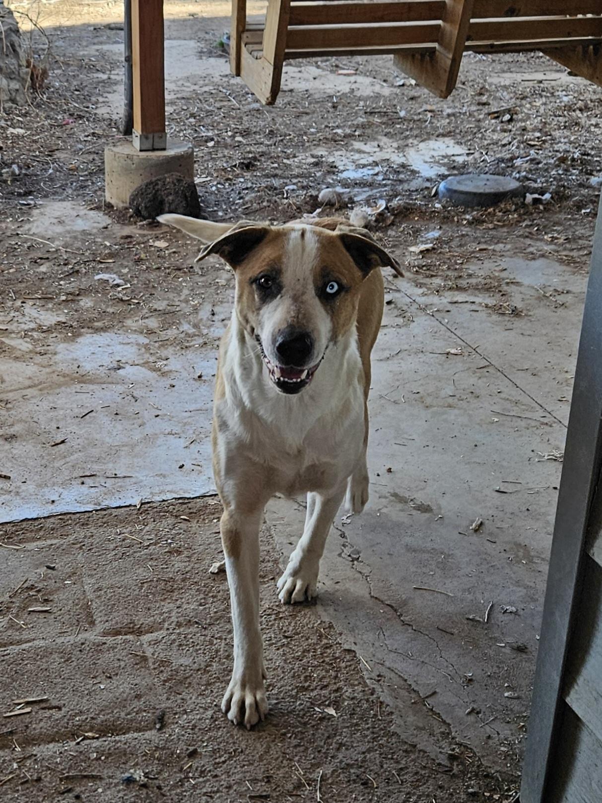 Enlarge Mini, a Adoptable mixed breed in Nucla, CO image 2/2