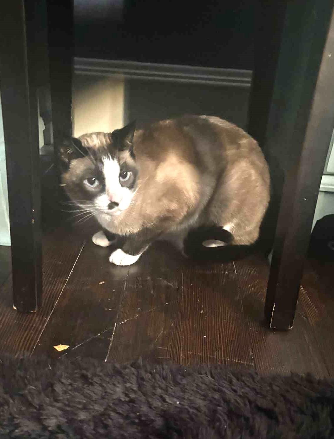 Gideon, Adoptable, Adult Male Domestic Short Hair.