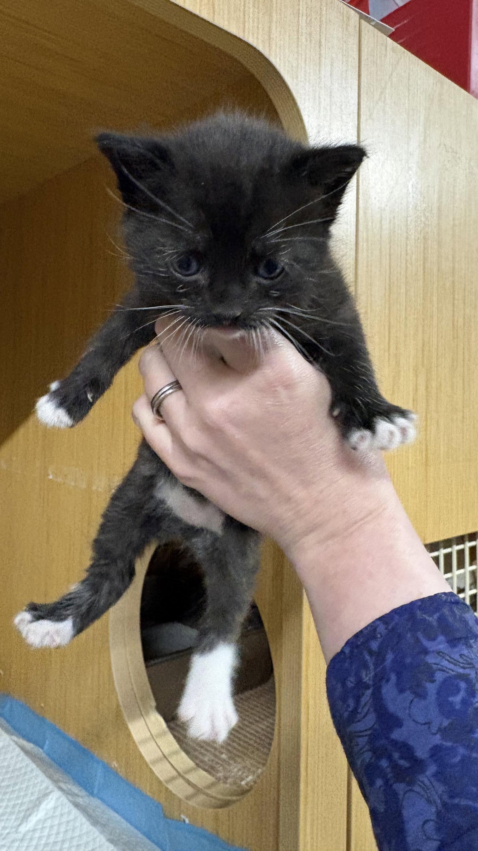 Enlarge Ajay, a Adoptable Domestic Short Hair in White Bluff, TN image 1/1