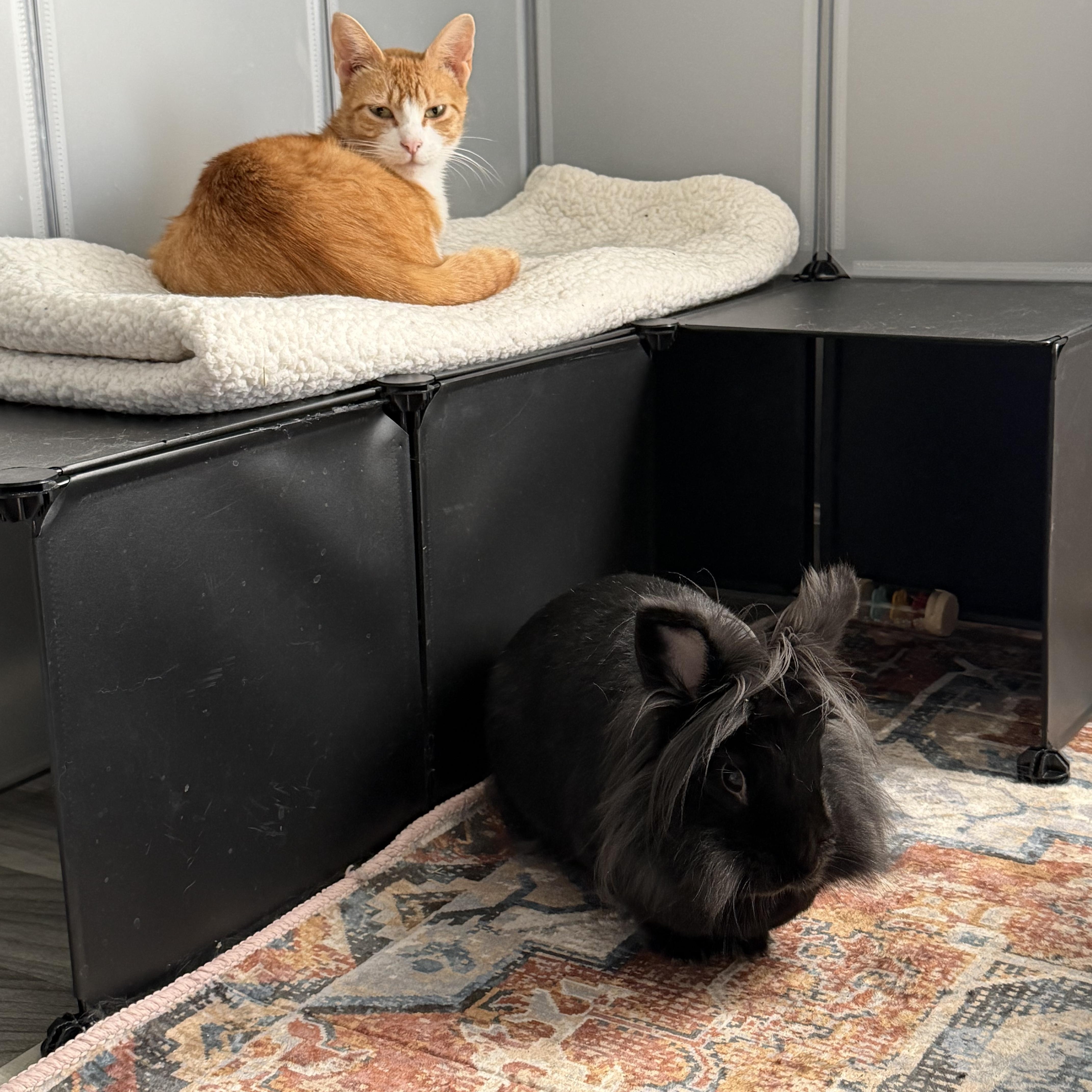 Enlarge Honeybee, a ADOPTABLE Domestic Short Hair in Homewood, IL image 5/6