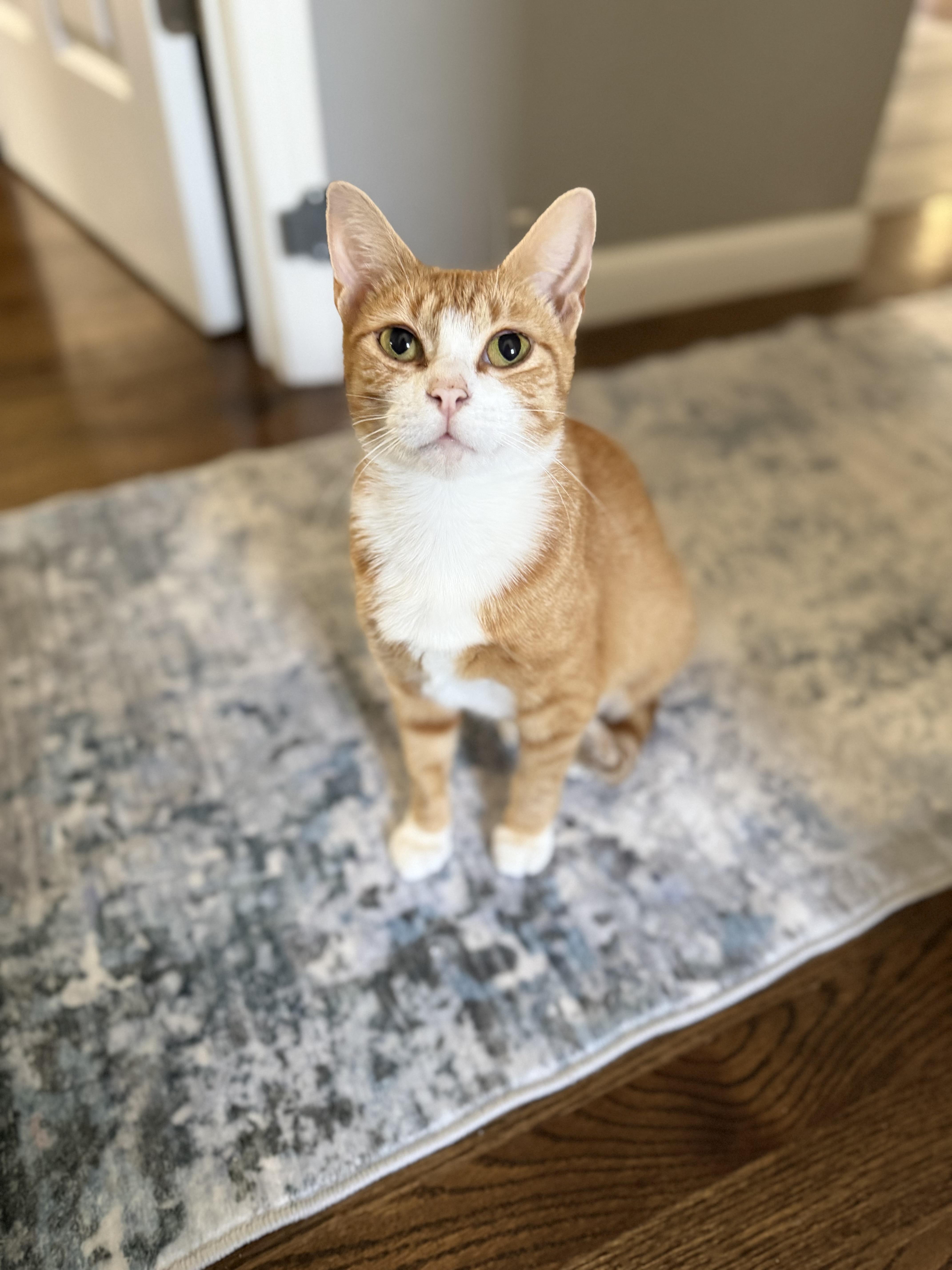 Enlarge Honeybee, a ADOPTABLE Domestic Short Hair in Homewood, IL image 1/6