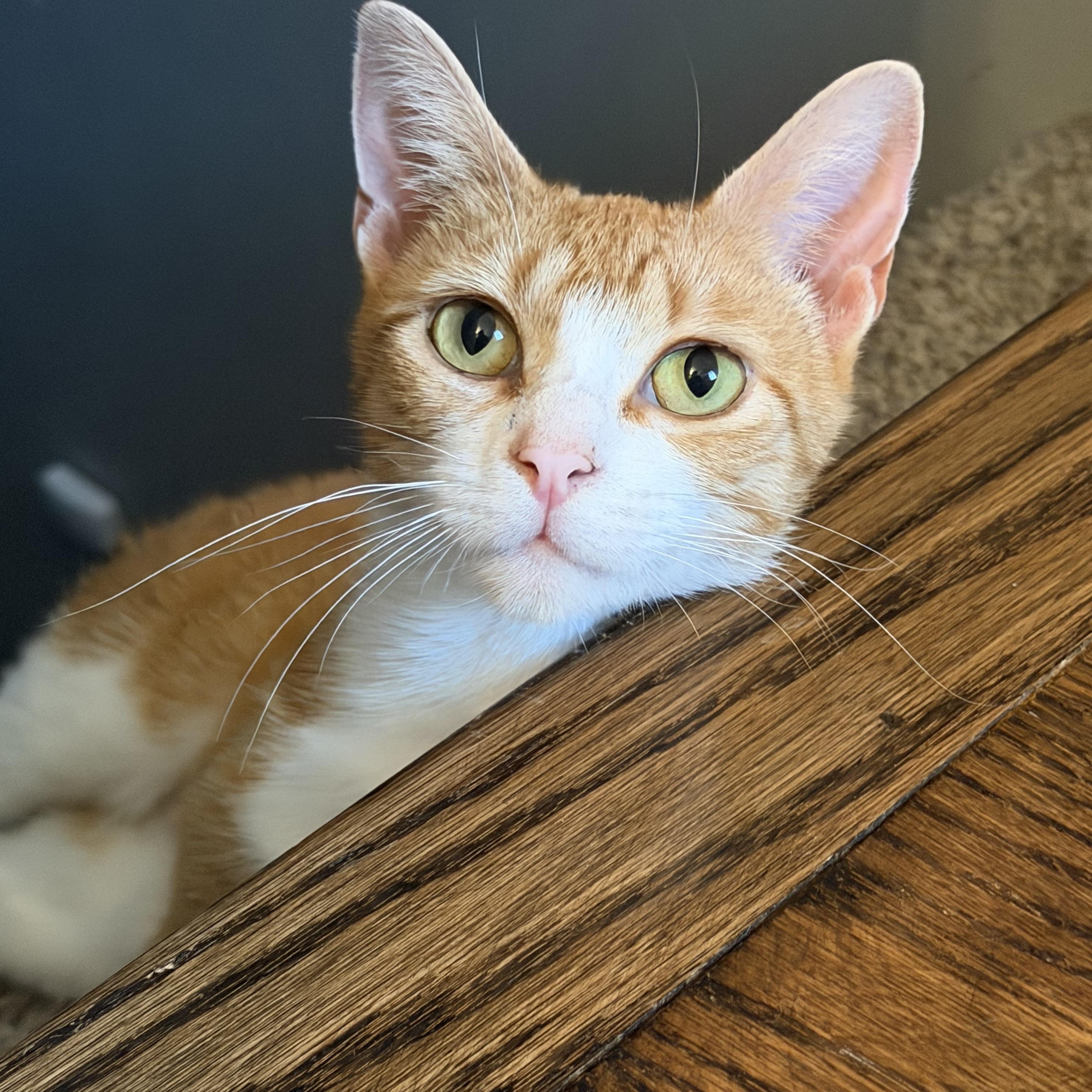 Enlarge Honeybee, a ADOPTABLE Domestic Short Hair in Homewood, IL image 4/6