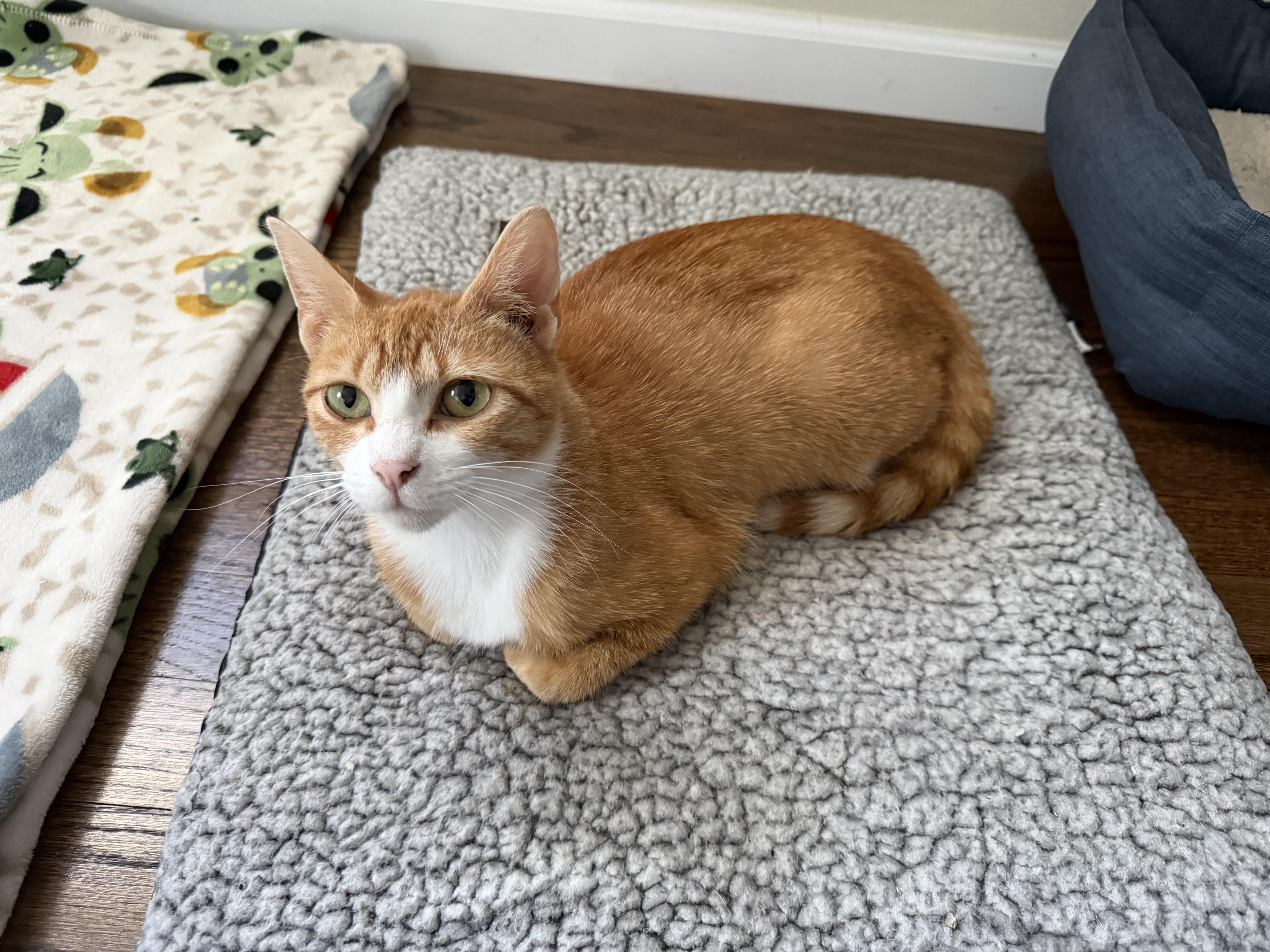Enlarge Honeybee, a ADOPTABLE Domestic Short Hair in Homewood, IL image 2/6