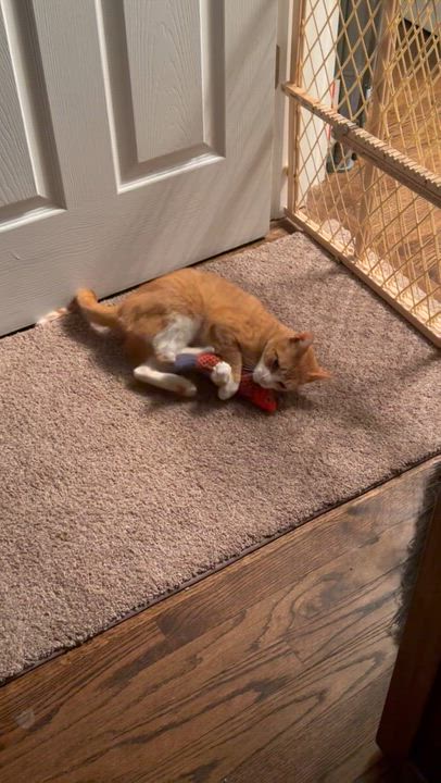 Enlarge Honeybee, a ADOPTABLE Domestic Short Hair in Homewood, IL video 3/6