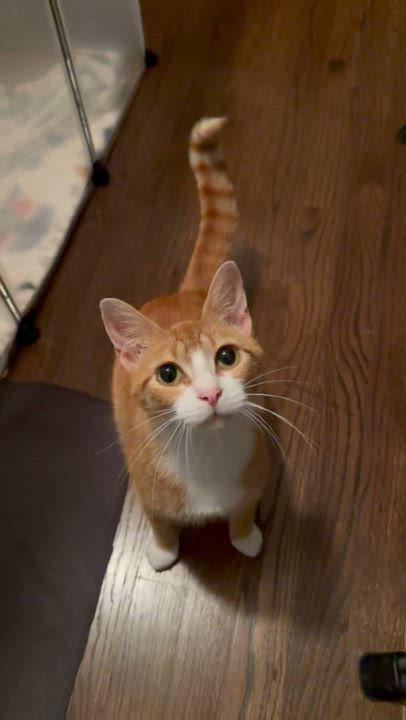 Enlarge Honeybee, a ADOPTABLE Domestic Short Hair in Homewood, IL video 6/6