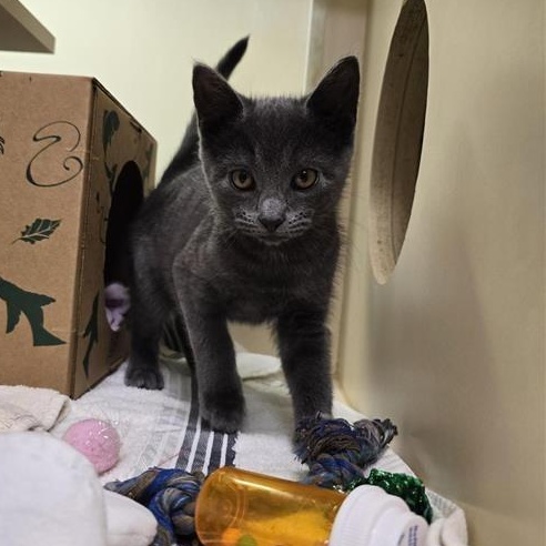 Ruffles, an adopted Domestic Short Hair in Prince Frederick, MD image 4/4