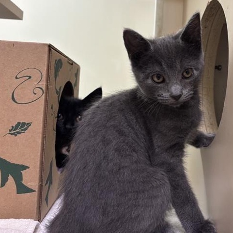 Ruffles, an adopted Domestic Short Hair in Prince Frederick, MD image 3/4