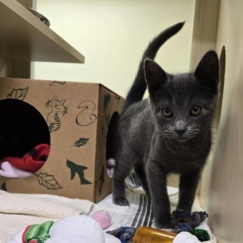 Ruffles, an adopted Domestic Short Hair in Prince Frederick, MD image 2/4