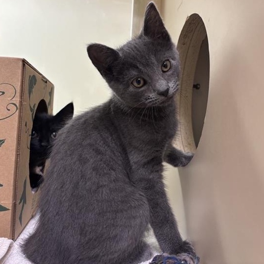 Ruffles, an adopted Domestic Short Hair in Prince Frederick, MD image 1/4