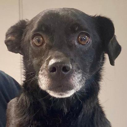 Jetta, a Adoptable mixed breed in Erie, PA image 1/2