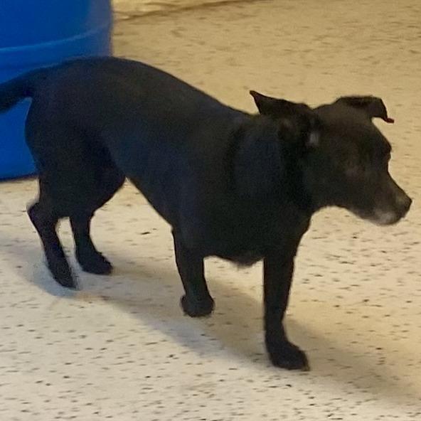 Jetta, a Adoptable mixed breed in Erie, PA image 2/2