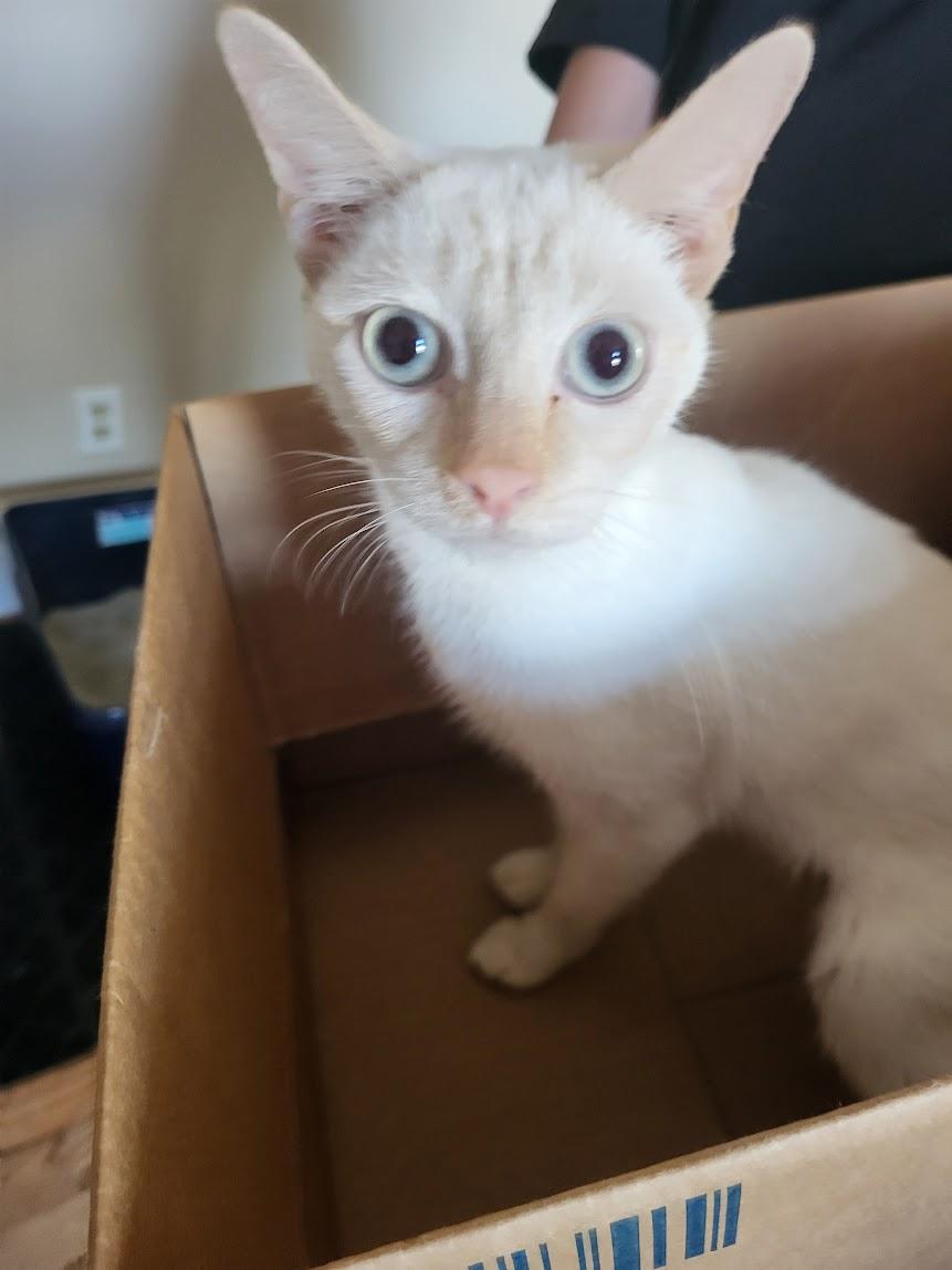 Coco, adopted, Adult Female Siamese & Domestic Short Hair.