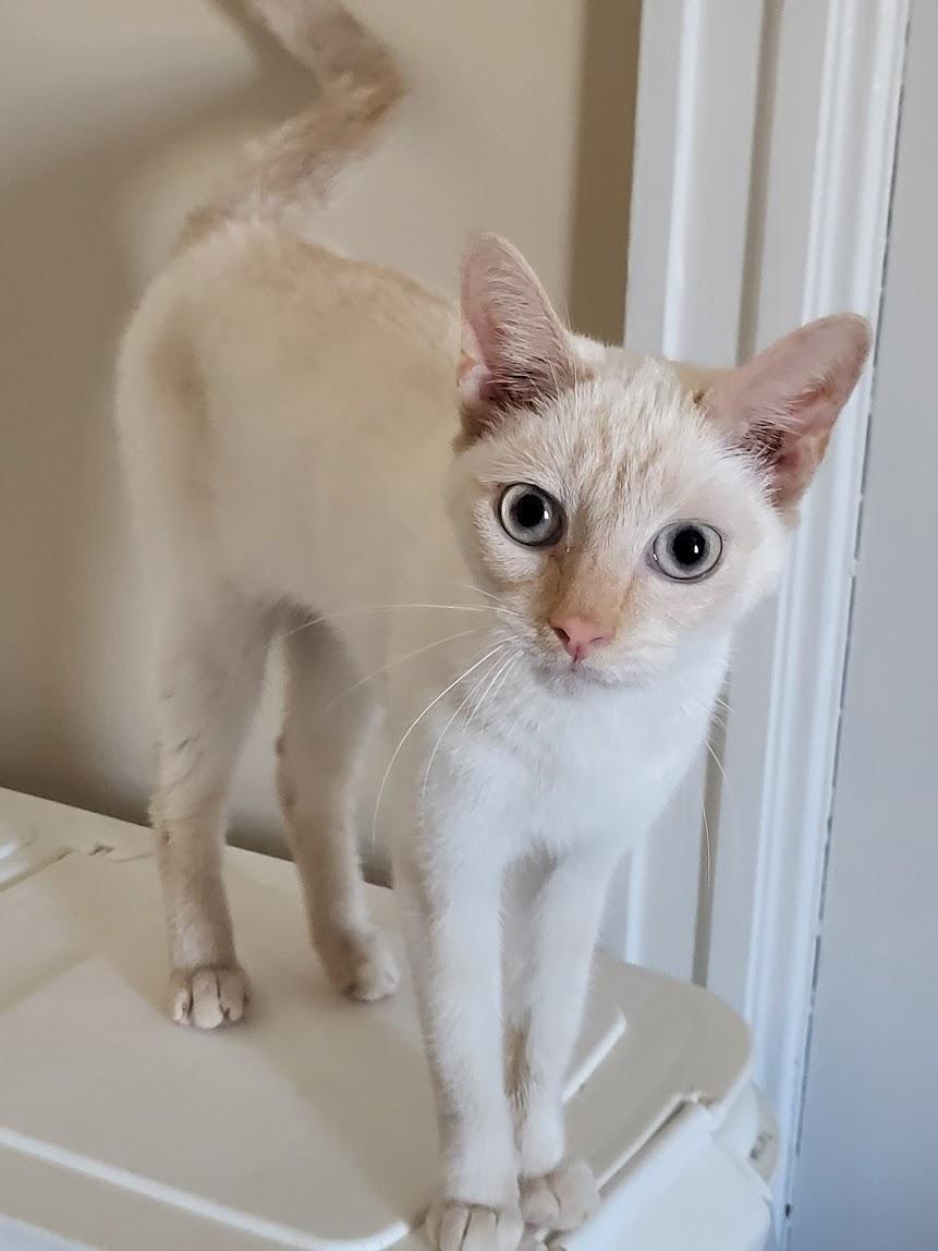 Enlarge Coco, an adopted mixed breed in Allentown, PA image 2/2