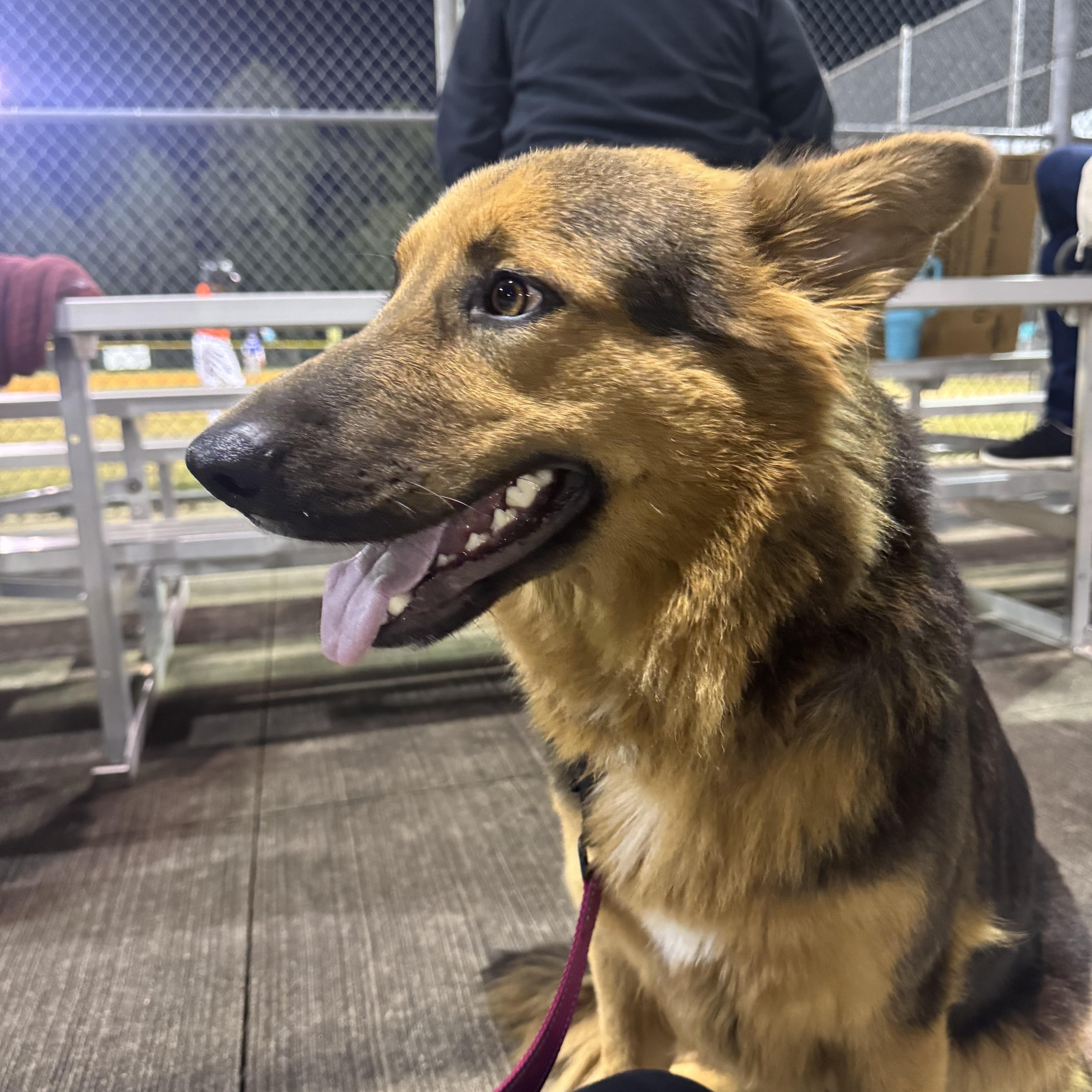 Enlarge Cookie, an adopted mixed breed in Willowbrook, IL image 3/6