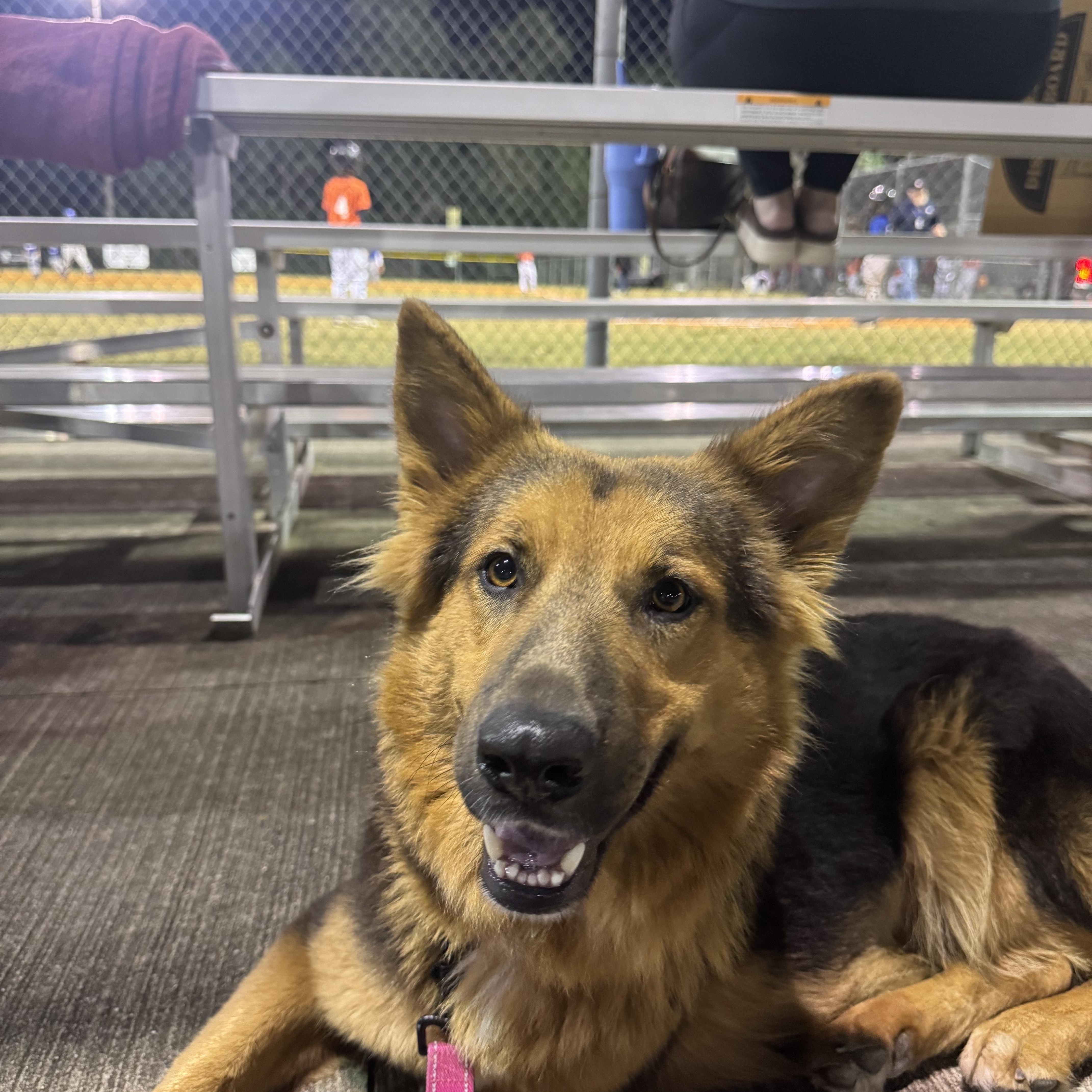 Enlarge Cookie, an adopted mixed breed in Willowbrook, IL image 6/6