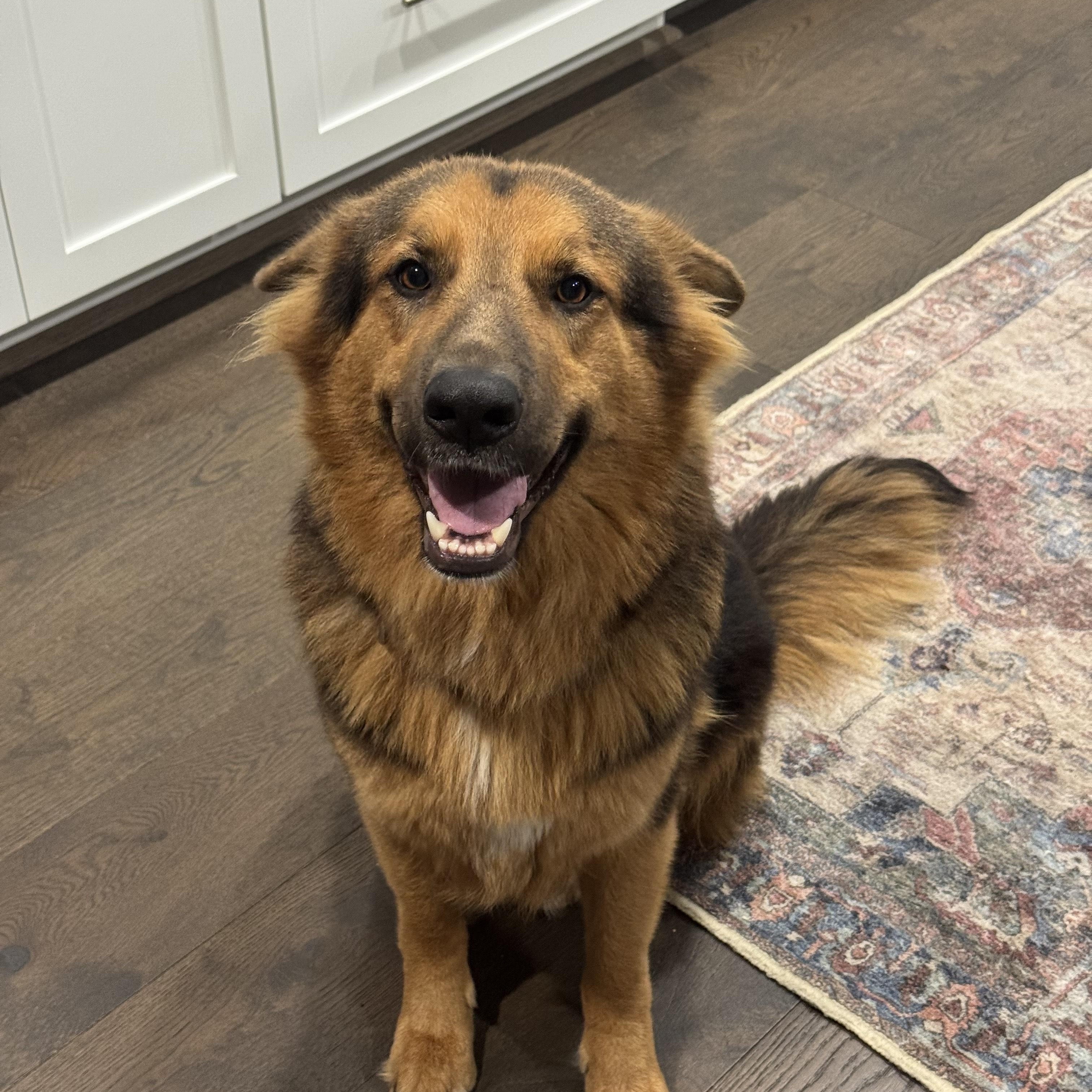 Cookie, adopted, Young Female Shepherd.