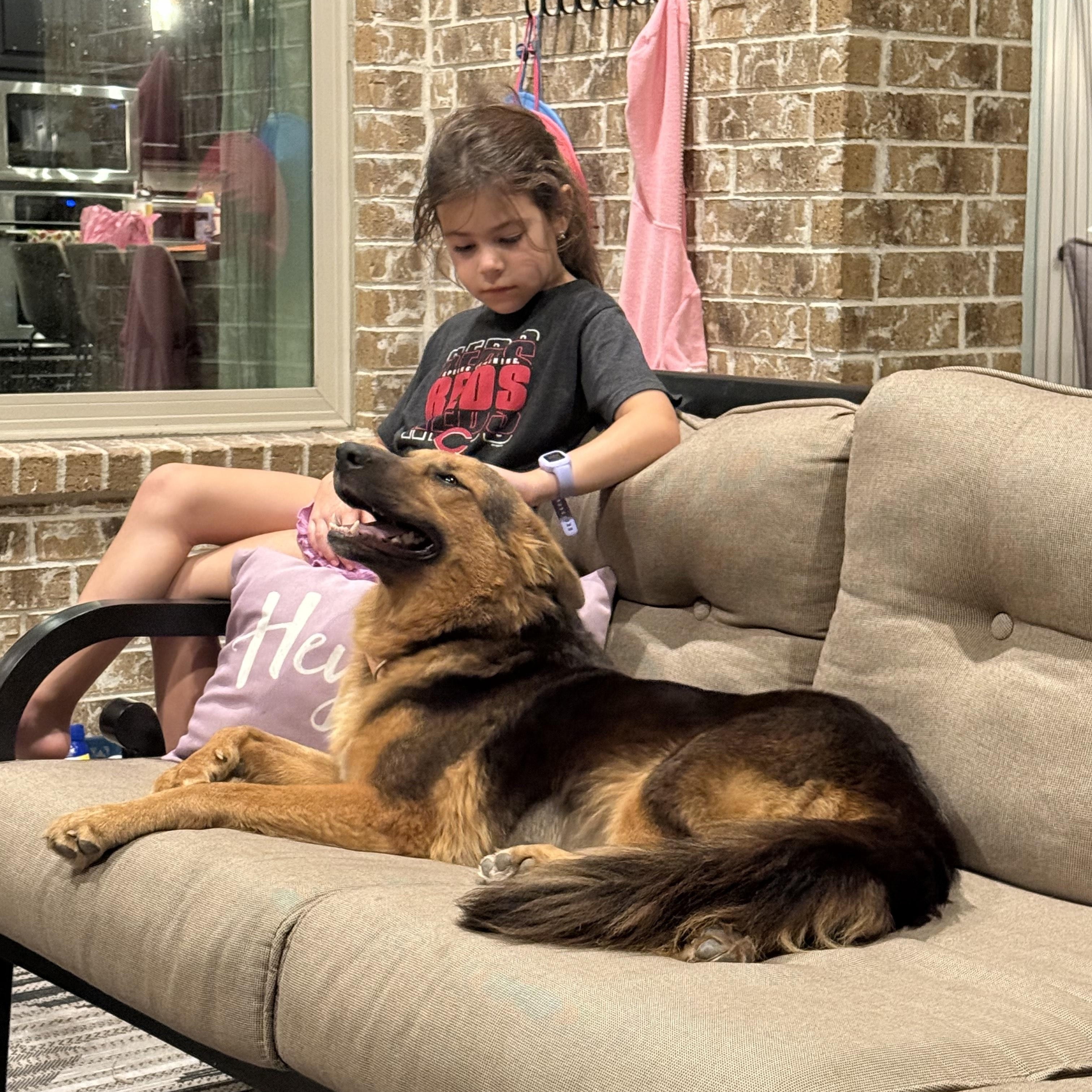 Enlarge Cookie, an adopted mixed breed in Willowbrook, IL image 5/6