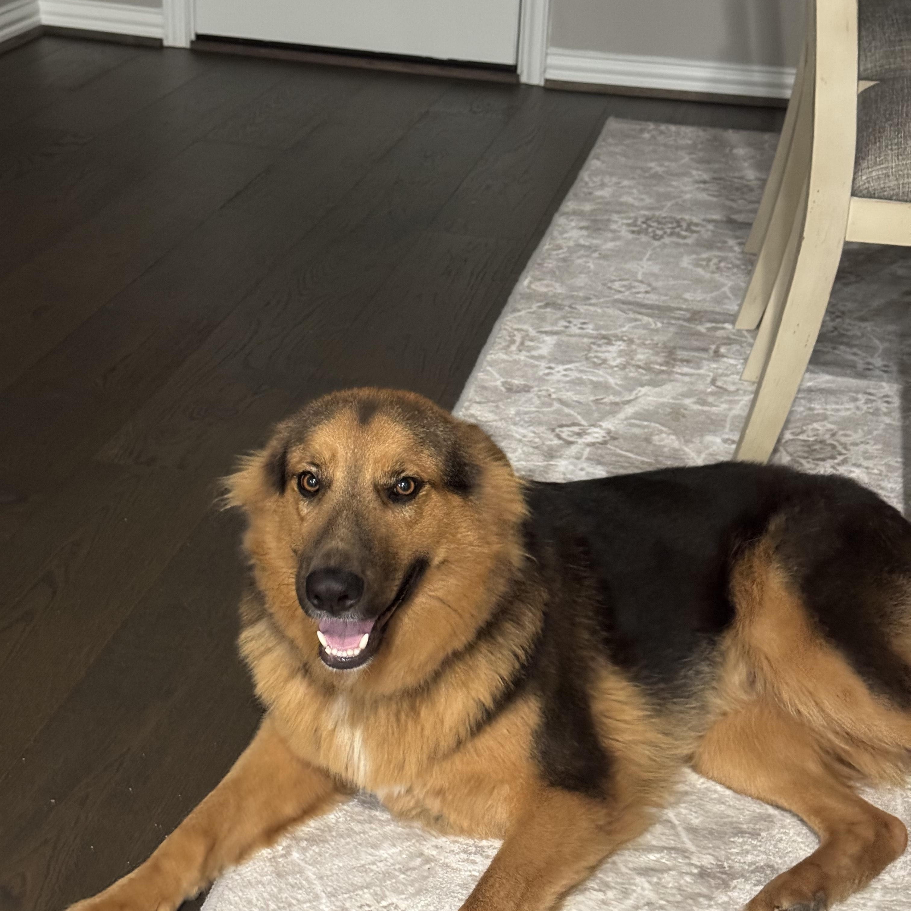 Enlarge Cookie, an adopted mixed breed in Willowbrook, IL image 2/6