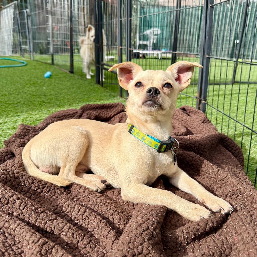 Whistler, Adoptable, Young Male Chihuahua.