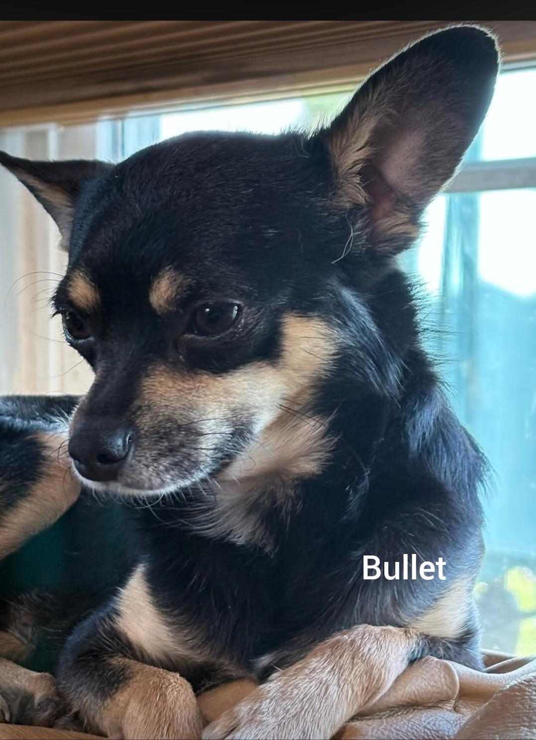 Enlarge Bullet  ( Orlando,  FL), an adopted mixed breed in Orlando, FL image 1/2