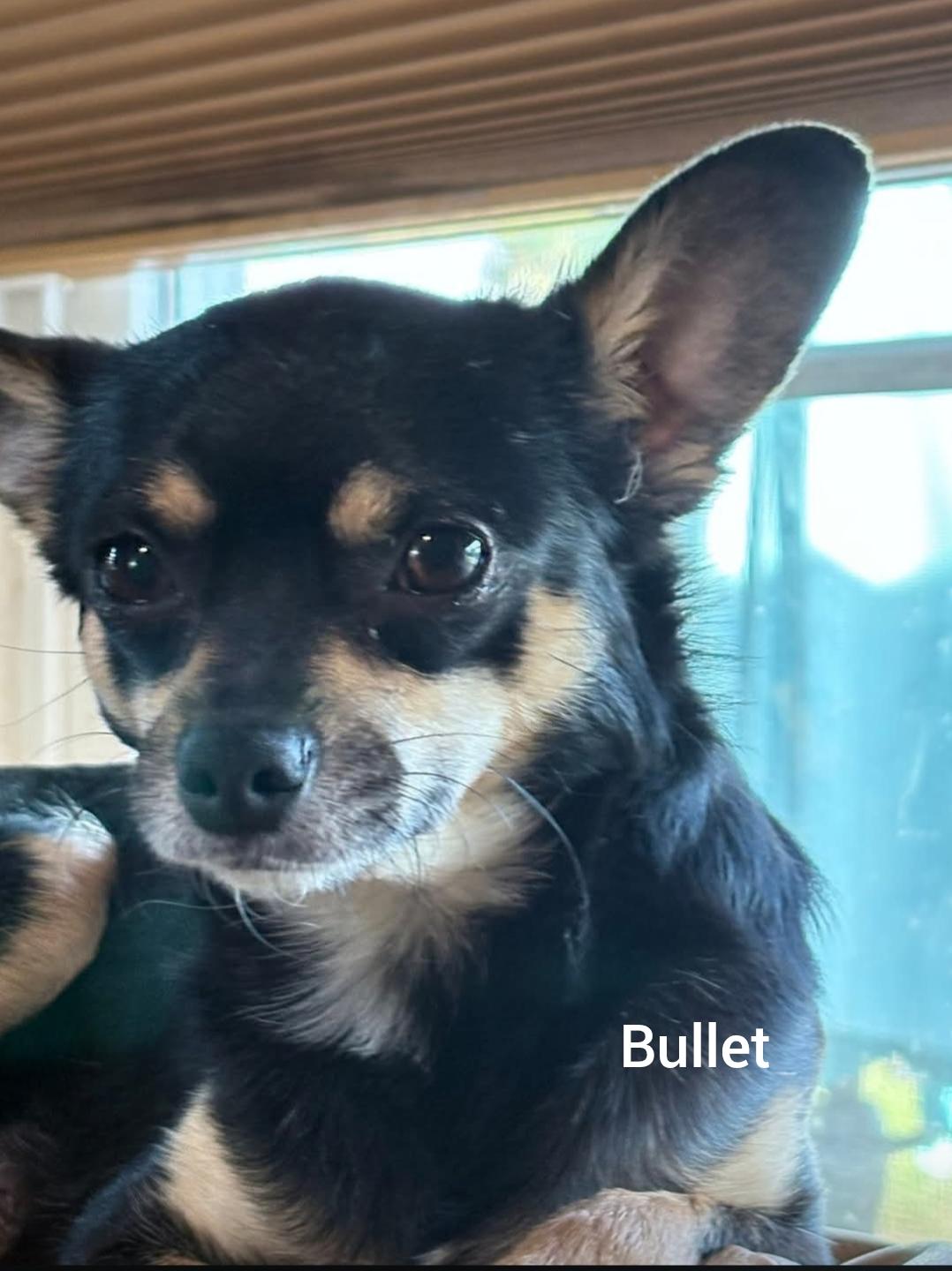 Enlarge Bullet  ( Orlando,  FL), an adopted mixed breed in Orlando, FL image 2/2