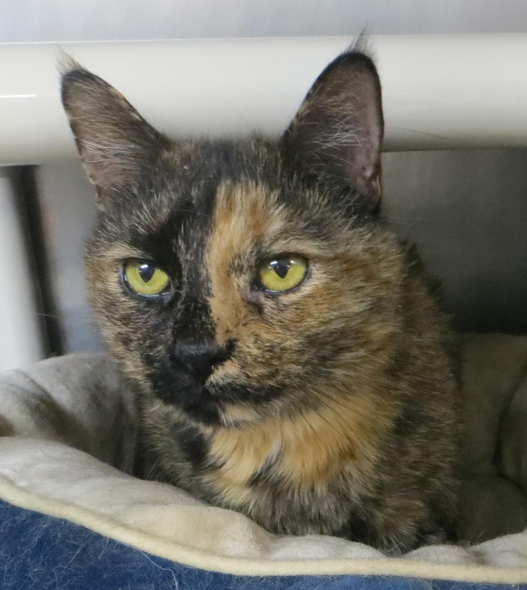 Milly, Adoptable, Adult Female Tortoiseshell.