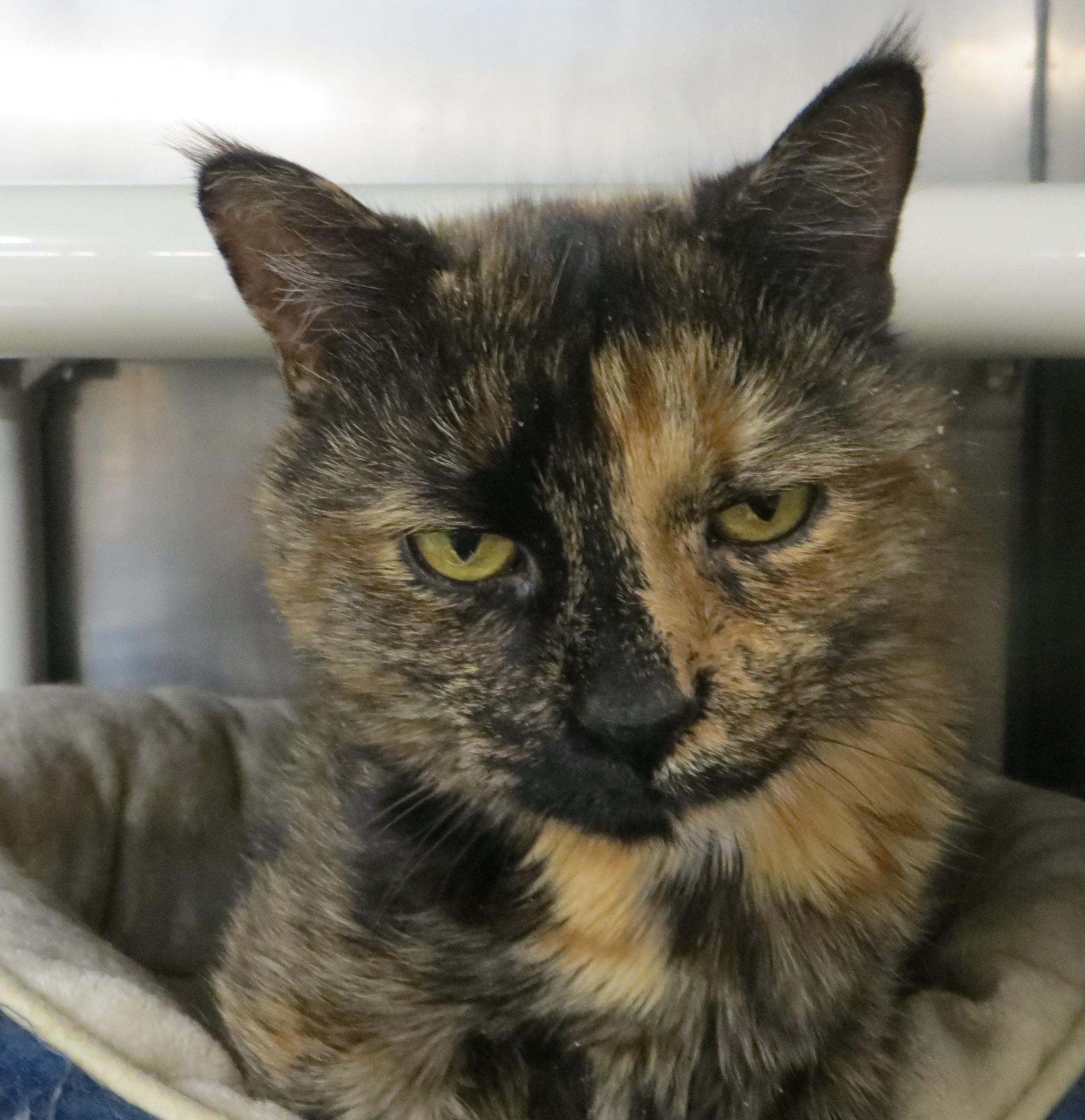 Milly, a Adoptable Tortoiseshell in Brockton, MA image 2/3
