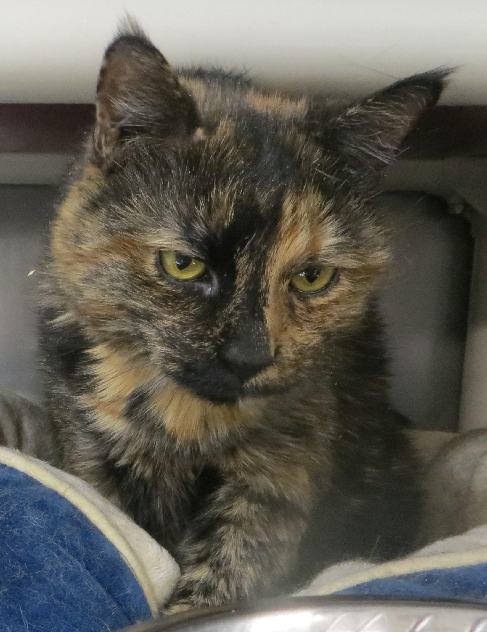 Milly, a Adoptable Tortoiseshell in Brockton, MA image 3/3